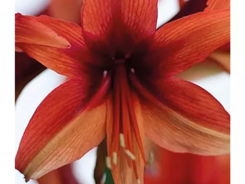 Amaryllis 'Bogota'