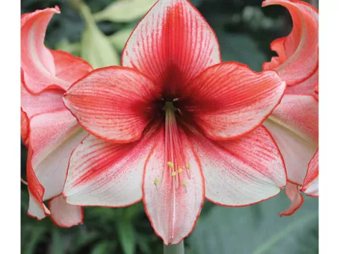 Amaryliis 'Charisma'