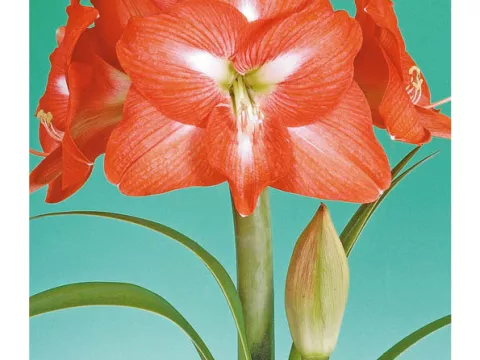 Amaryllis 'Charmeur'
