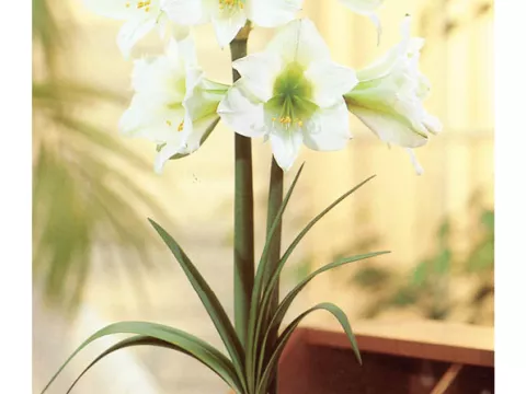 Amaryllis 'Green Godess'
