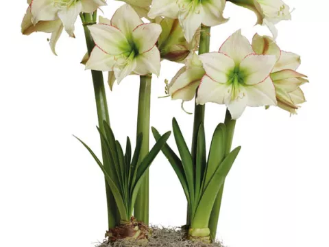 Amaryllis 'Lemon Cream'