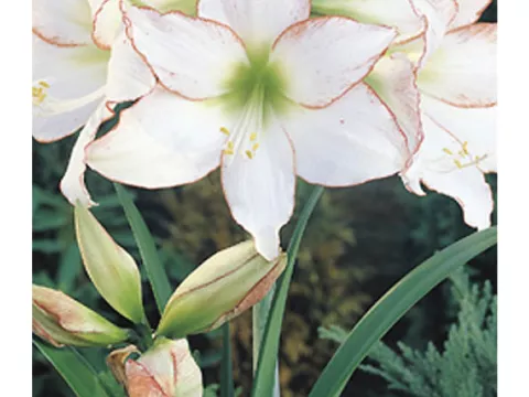Amaryllis 'Picotée'
