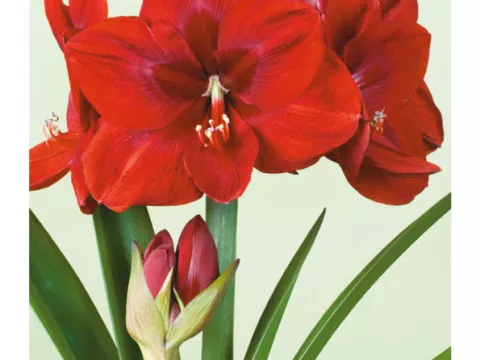 Amaryllis 'Red Lion'