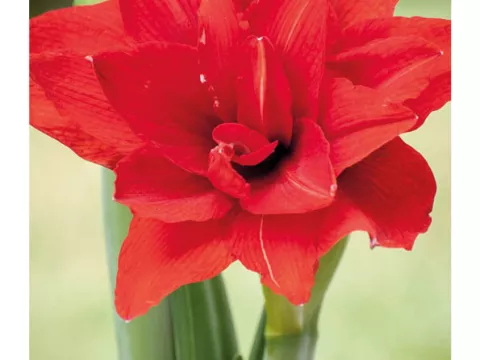 Amaryllis 'Red Nymph'
