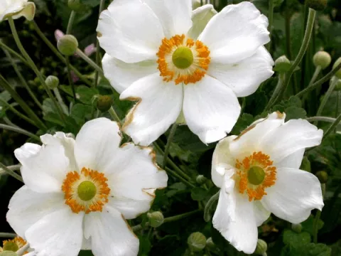 Anemone hybr. 'Andrea Atkinson'