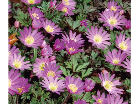 Anemone blanda 'Violet Star'