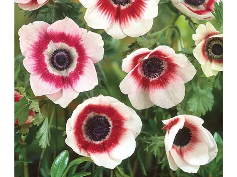 Anemone De Caen 'Bicolor'