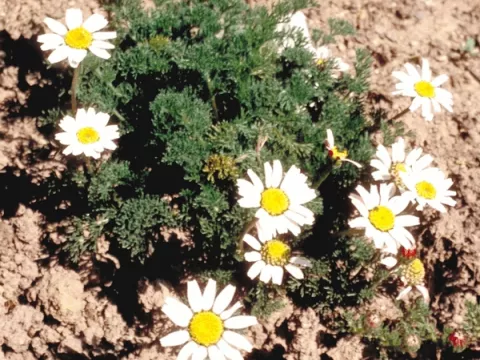 Anacyclus pyrerthr. var. depressus