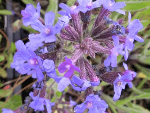 Anchusa azurea 'Dropmore'