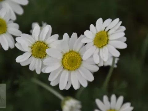 Anthemis carpatica 'Karpatenschnee'