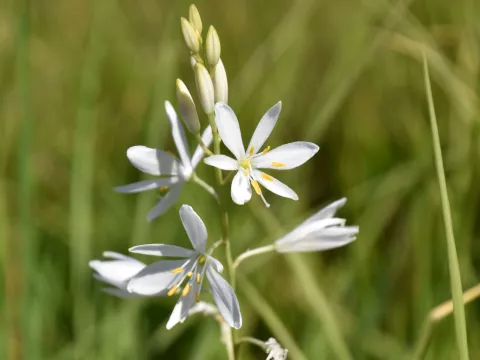 Anthericum liliago