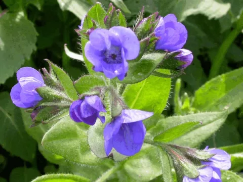 Anchusa azurea 'Loddon Royalist'