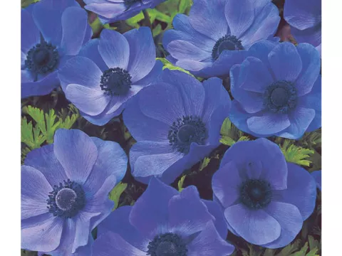 Anemone cor. 'Mister Fokker'