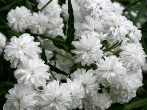 Anaphalis marg. 'Neuschnee'