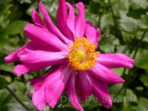 Anemone hupeh. 'Prinz Heinrich'
