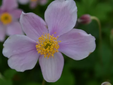 Anemone hupeh. 'Praecox'