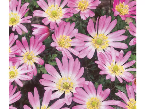 Anemone blanda 'Pink Star'