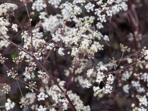 Anthriscus sylvestris 'Ravenswing'
