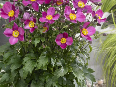 Anemone hupeh. 'Red Riding Hood'