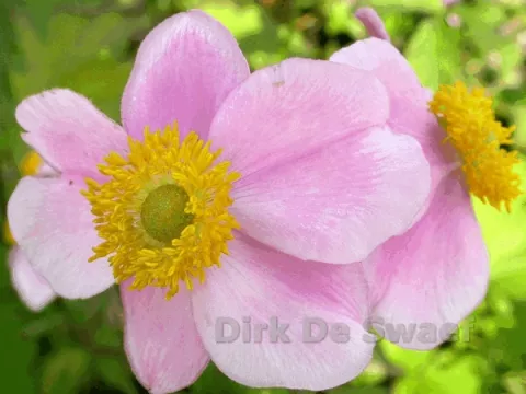 Anemone hupeh. 'September Charm'