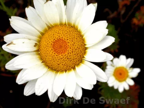 Anthemis hybr. 'Sauce Hollandaise'