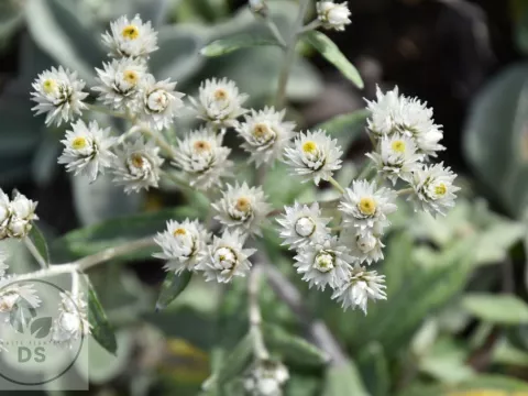 Anaphalis tripl. 'Silberregen'