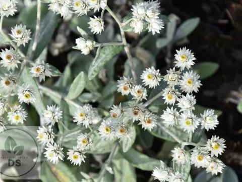 Anaphalis tripl. 'Sommerschnee'