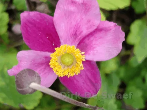 Anemone hupeh. 'Splendens'