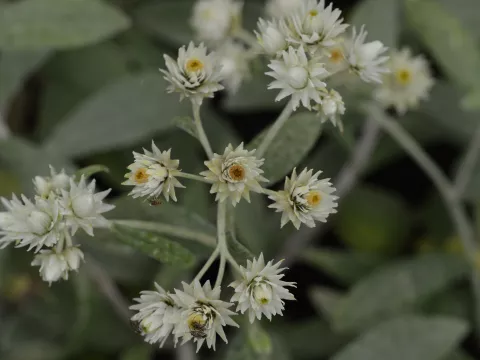 Anaphalis triplinervis