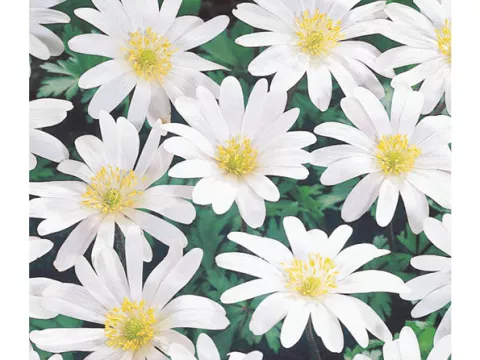 Anemone blanda 'White Splendour'