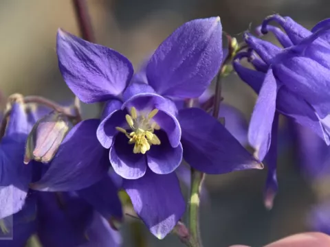Aquilegia alpina