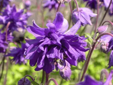 Aquilegia vulgaris 'Blue Barlow'