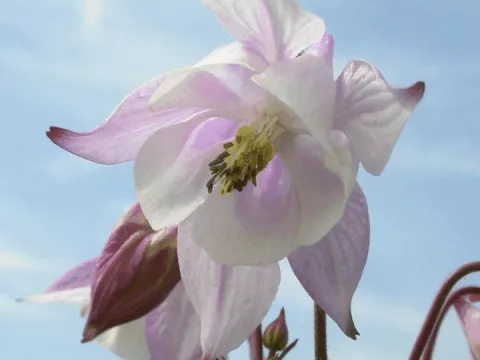 Aquilegia 'Biedermeier'