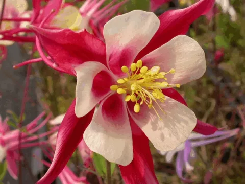Aquilegia 'Koralle'