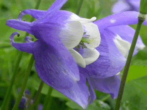 Aquilegia flabellata 'Ministar'