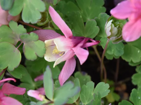 Aquilegia flabellata 'Cameo Red and White'