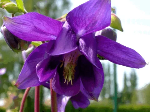 Aquilegia vulgaris