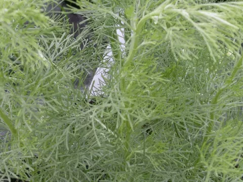 Artemisia abrotanum-citroenkruid