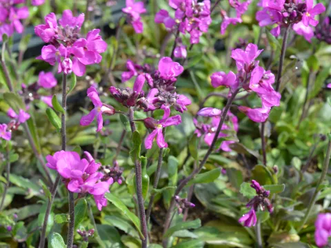 Arabis blepharophylla