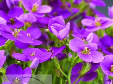 Arabis cauc. 'Deep Rose'