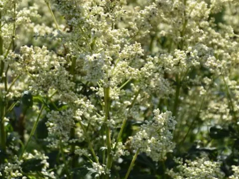 Artemisia lactiflora 'Elfenbein'