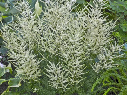 Aruncus 'Fairy Hair'