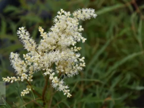 Aruncus dioicus 'Kneiffii'