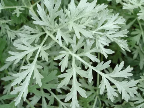 Artemisia absinthium 'Lambrook Silver'
