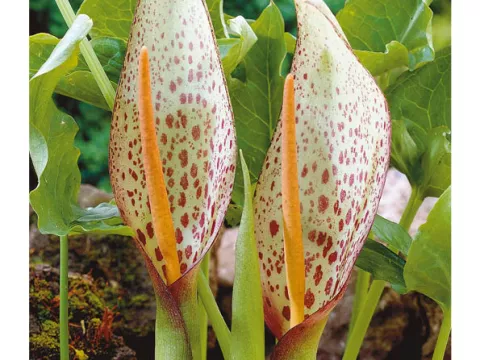 Arum maculatum