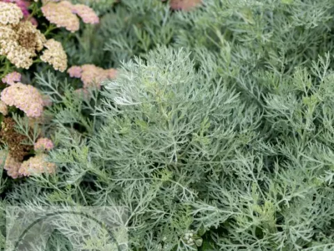 Artemisia 'Powis Castle'