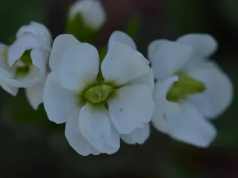 Arabis cauc. 'Plena'