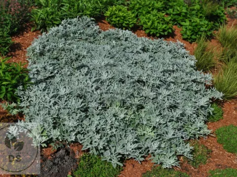 Artemisia stell. 'Silver Brocade'