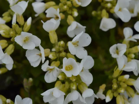 Arabis cauc. 'Snowcap'