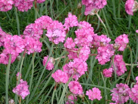 Armeria mar. 'Splendens'